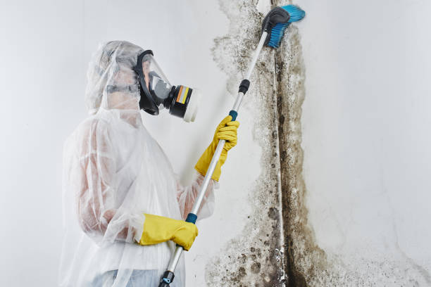 Best Water Damage & Mold Remediation  in Winsted, MN