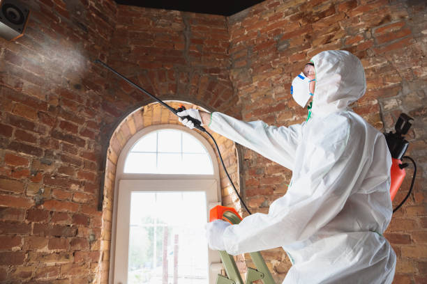 Best Emergency Mold Remediation  in Winsted, MN