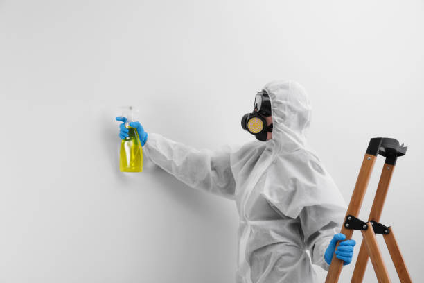 Best Mold Removal for HVAC Installations  in Winsted, MN